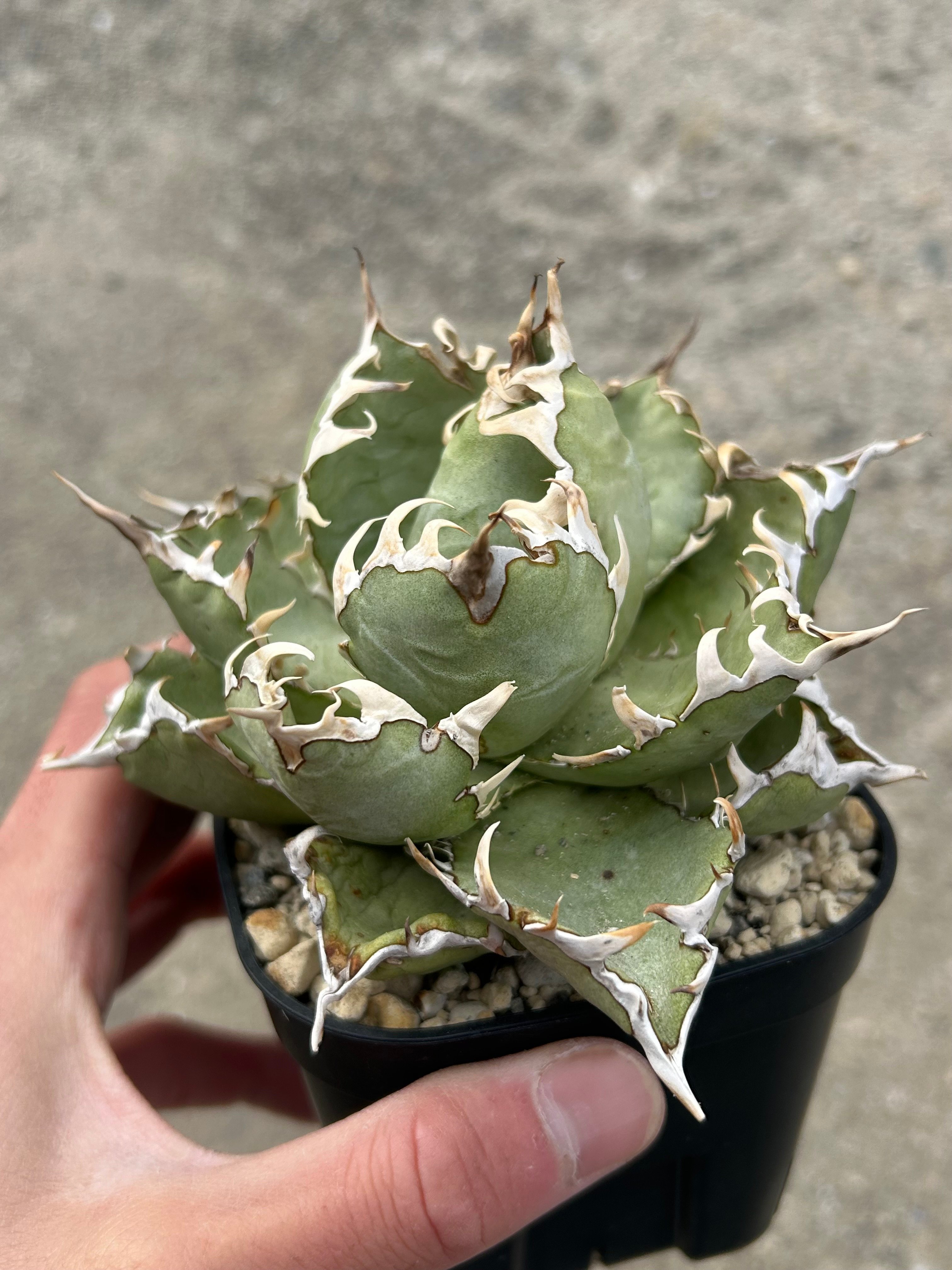 オアハカ 現地実生オテロイ ウリエル実生 | アガベ専門店 Heart plants.