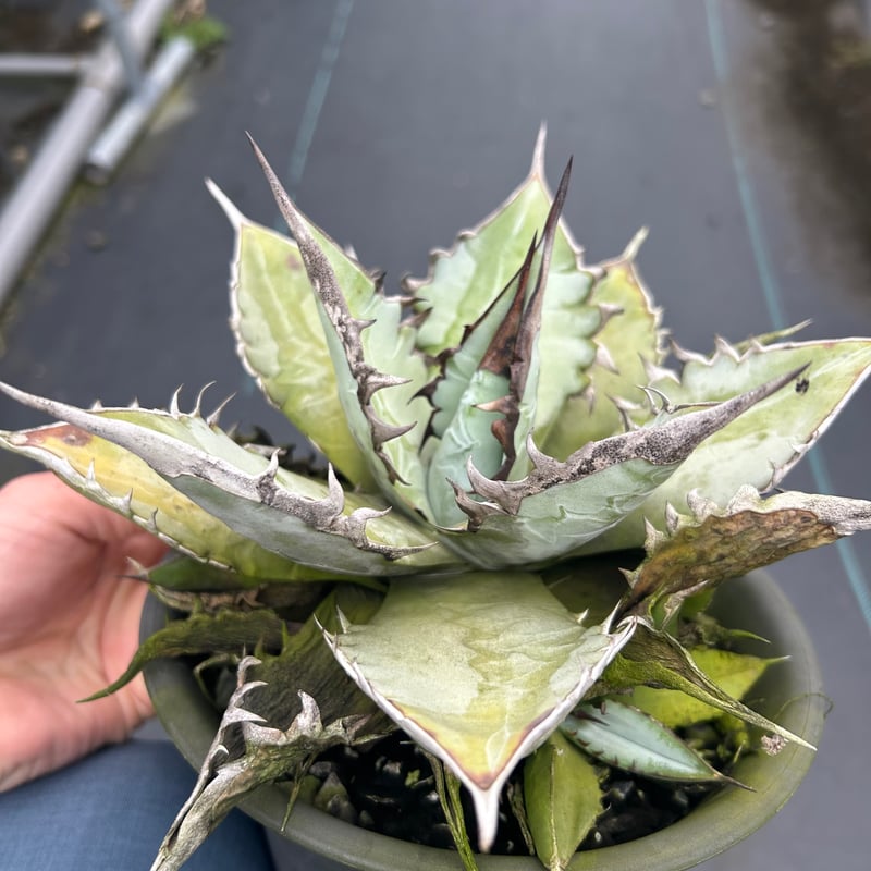 アガベ 特選極厚トップ ブルー チタノタブルー実生 | Heartplants