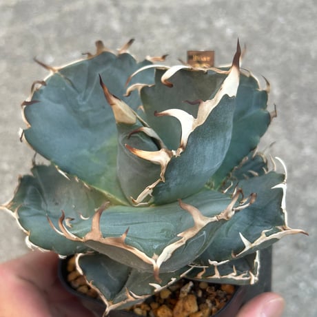アガベ　Heartplants実生　青葉オテロイ
