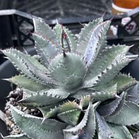 アガべ パリー オリザバ 子株 発根済み | アガベ専門店 Heart plants.
