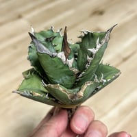 アガベ MS_BO 毒棘産 青白強棘 チタノタブルー選抜 | アガベ専門店