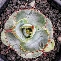 アガベ 鰐亀 裏表ブツブツ 裏棘 子株 | アガベ専門店 Heart plants.