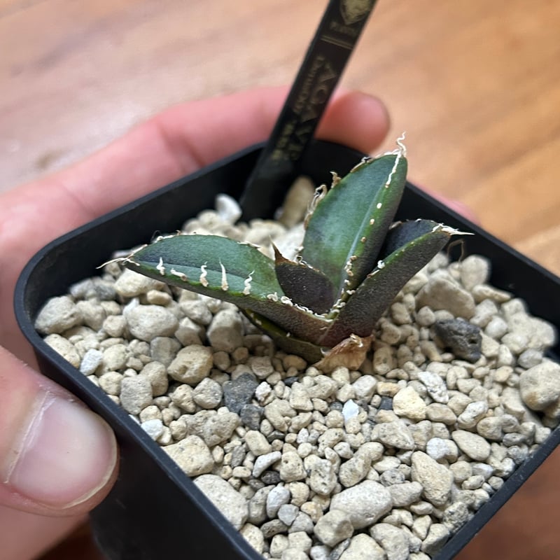 アガベ　魏怒羅　ギドラ　子株 アガベ Denis007 ギドラ 魏怒羅 子株 | Heartplants