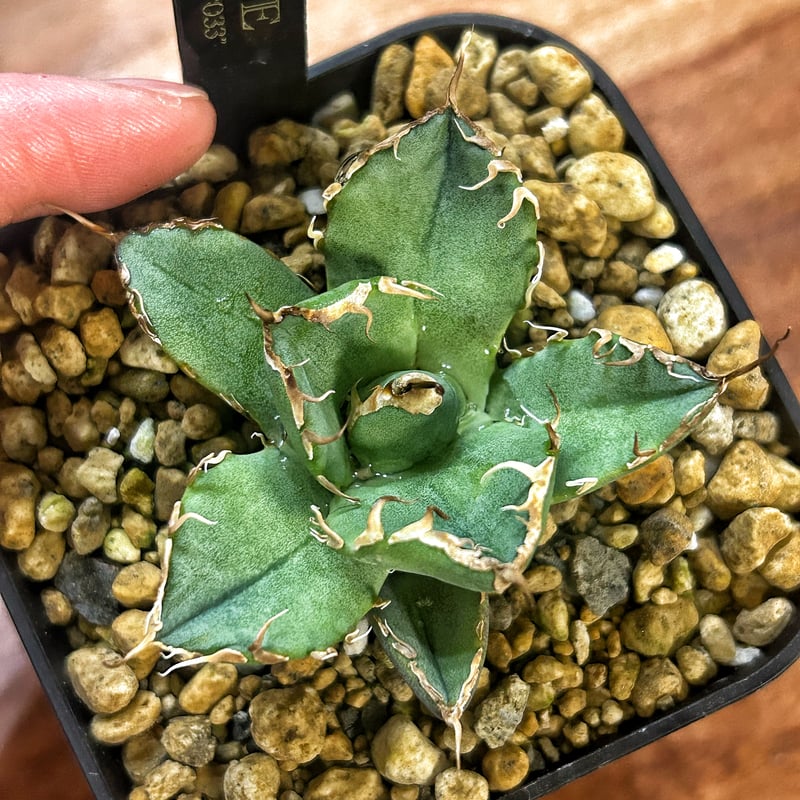アガベ 超球体 極太鋸歯 HP033 子株発根済み | Heartplants
