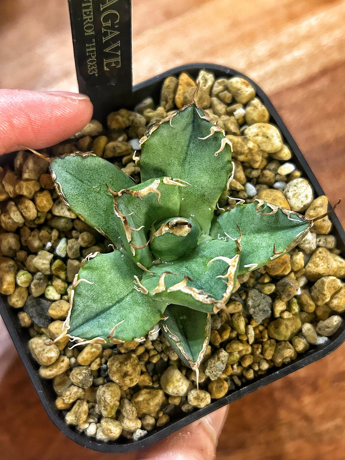 アガベ AGB33 アガベ 超球体 極太鋸歯 HP033 子株発根済み | Heartplants