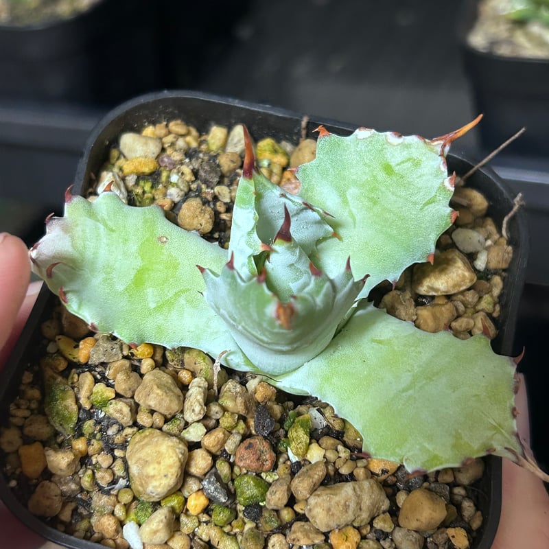 アガベ 特白肌（怒雷神×甲蟹）子株 発根済み | アガベ専門店 Heart plants.