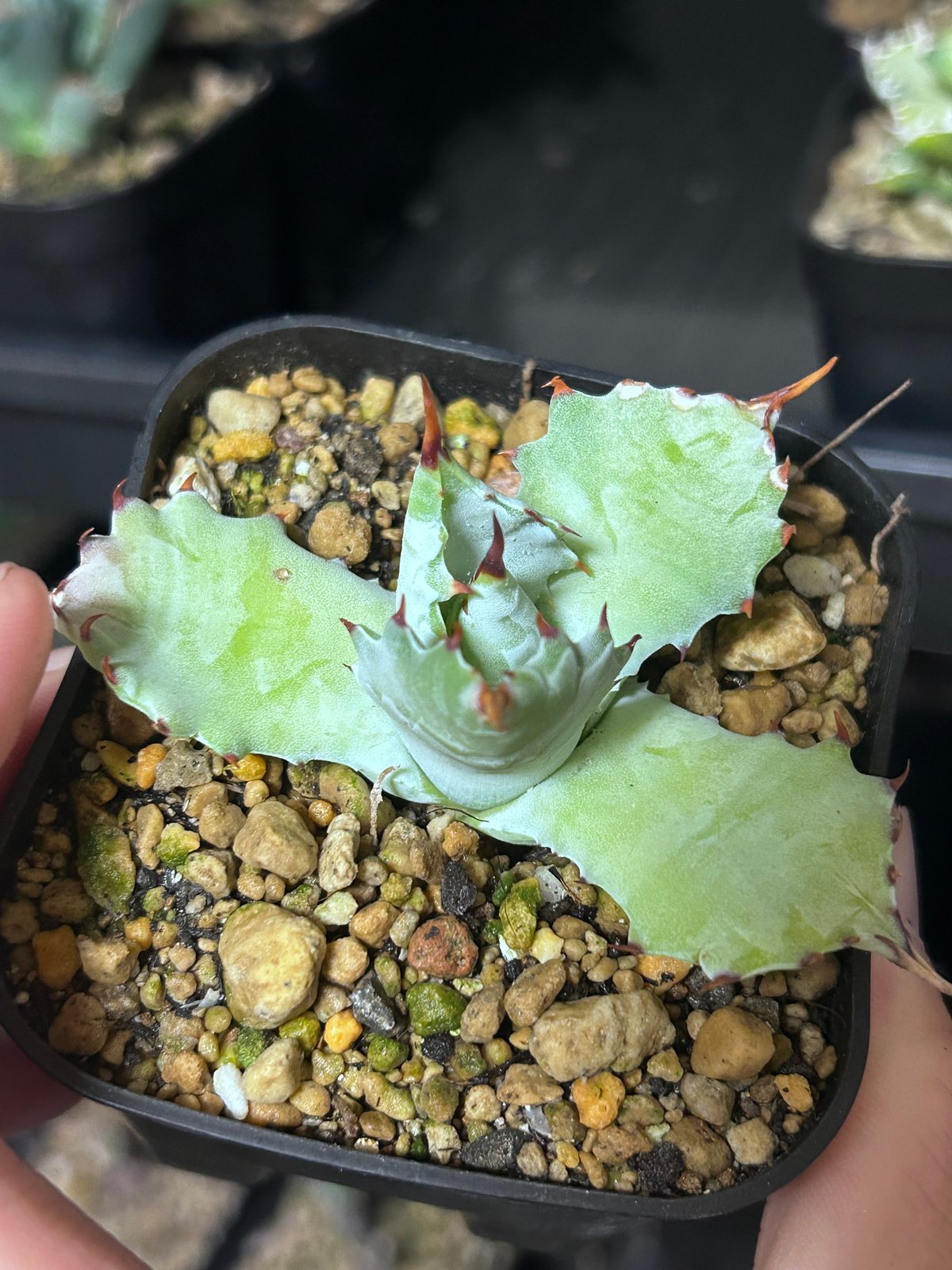 アガベ 特白肌（怒雷神×甲蟹）子株 発根済み | アガベ専門店 Heart plants.