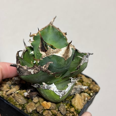 アガベ　南アフリカダイヤモンド　ムチムチ良型個体