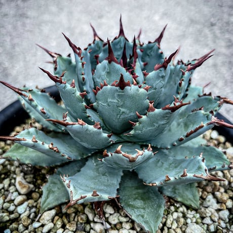 アガベ専門店 Heart plants.