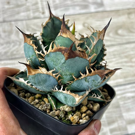 アガベ専門店 Heart plants.