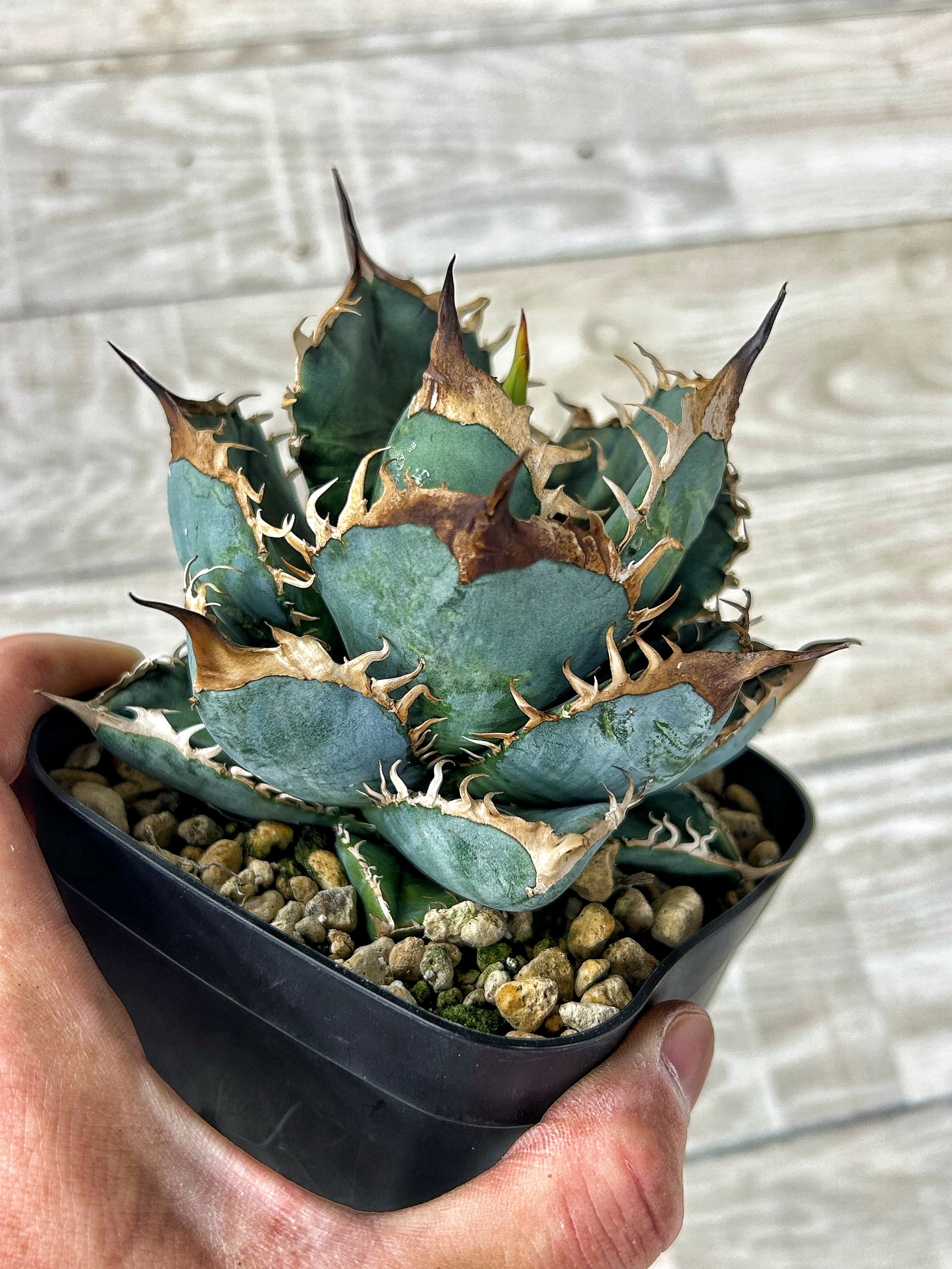 【HEART PLANTS産】アガベ　オテロイ　実生　強鋸歯　青葉系統 アガベ 当店播種 オテロイ実生選抜 青葉 OS005 | アガベ専門店 Heart