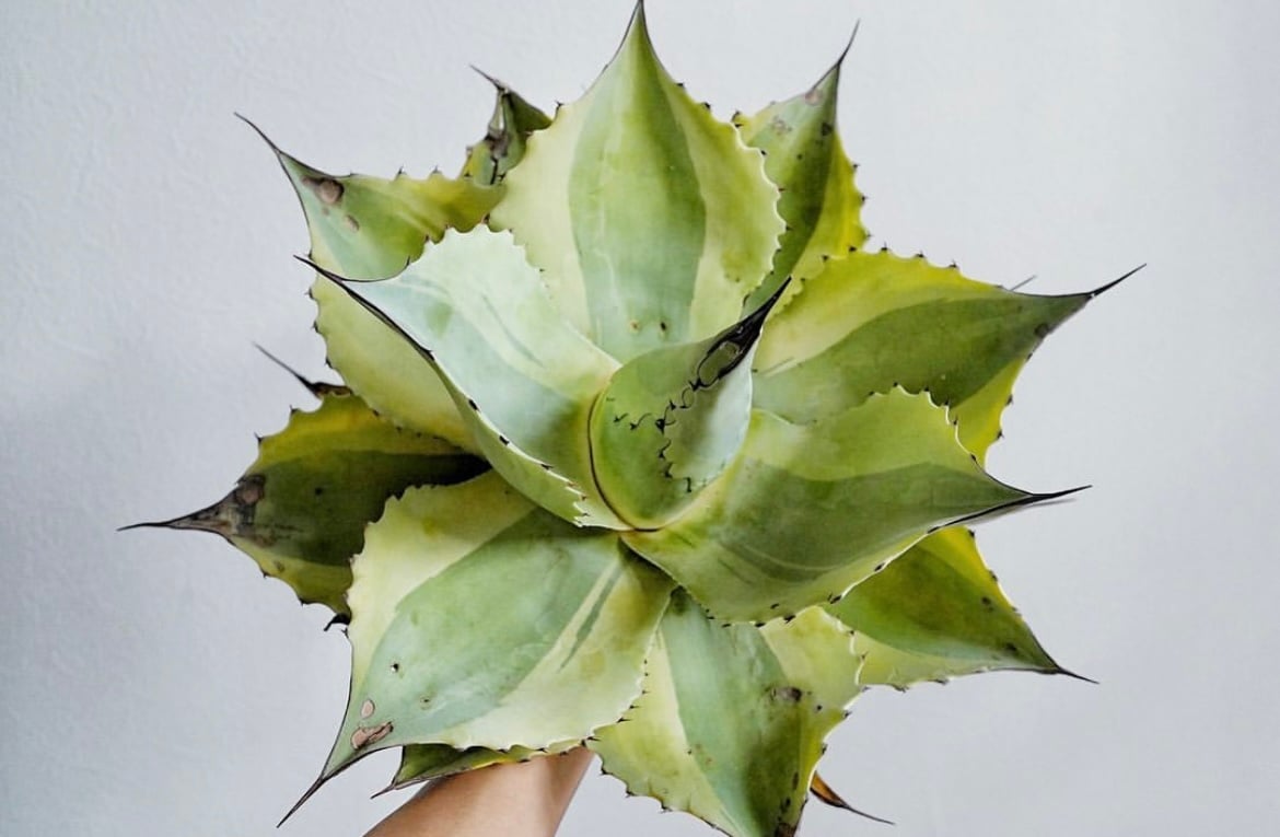 オバティフォリア オルカ カキコ 発根済み アガベ オバティフォリア オルカ 子株 | Heartplants