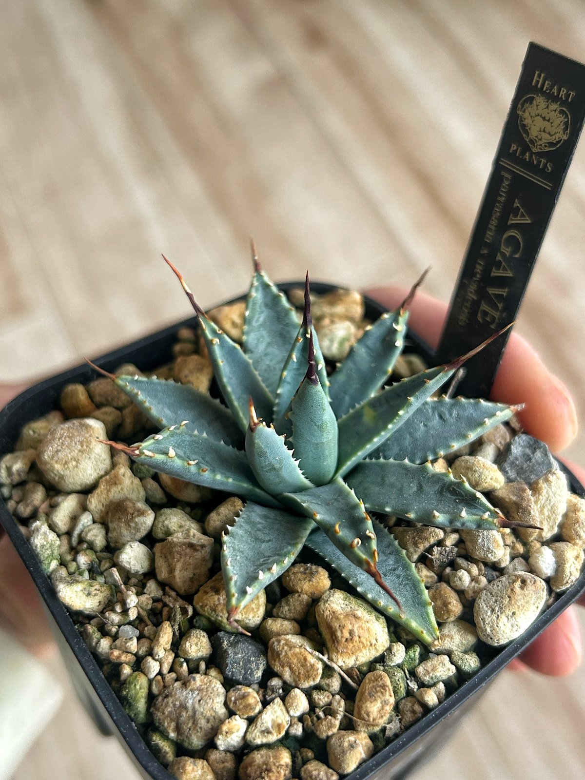 アガベ パラサナ×ネバデンシス ハイブリッド | Heartplants