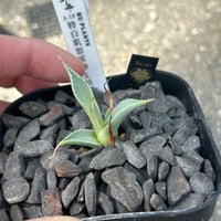 アガベ　huplants選抜　A18特白肌×妖炎　子株　huplantsタグ付き