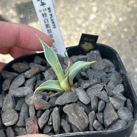 アガベ　huplants選抜　A18特白肌×妖炎　子株　huplantsタグ付き