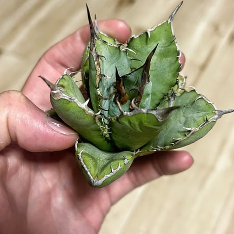 アガベ専門店 Heart plants.