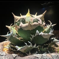 アガベ オバティフォリア オルカ 子株 | アガベ専門店 Heart plants.