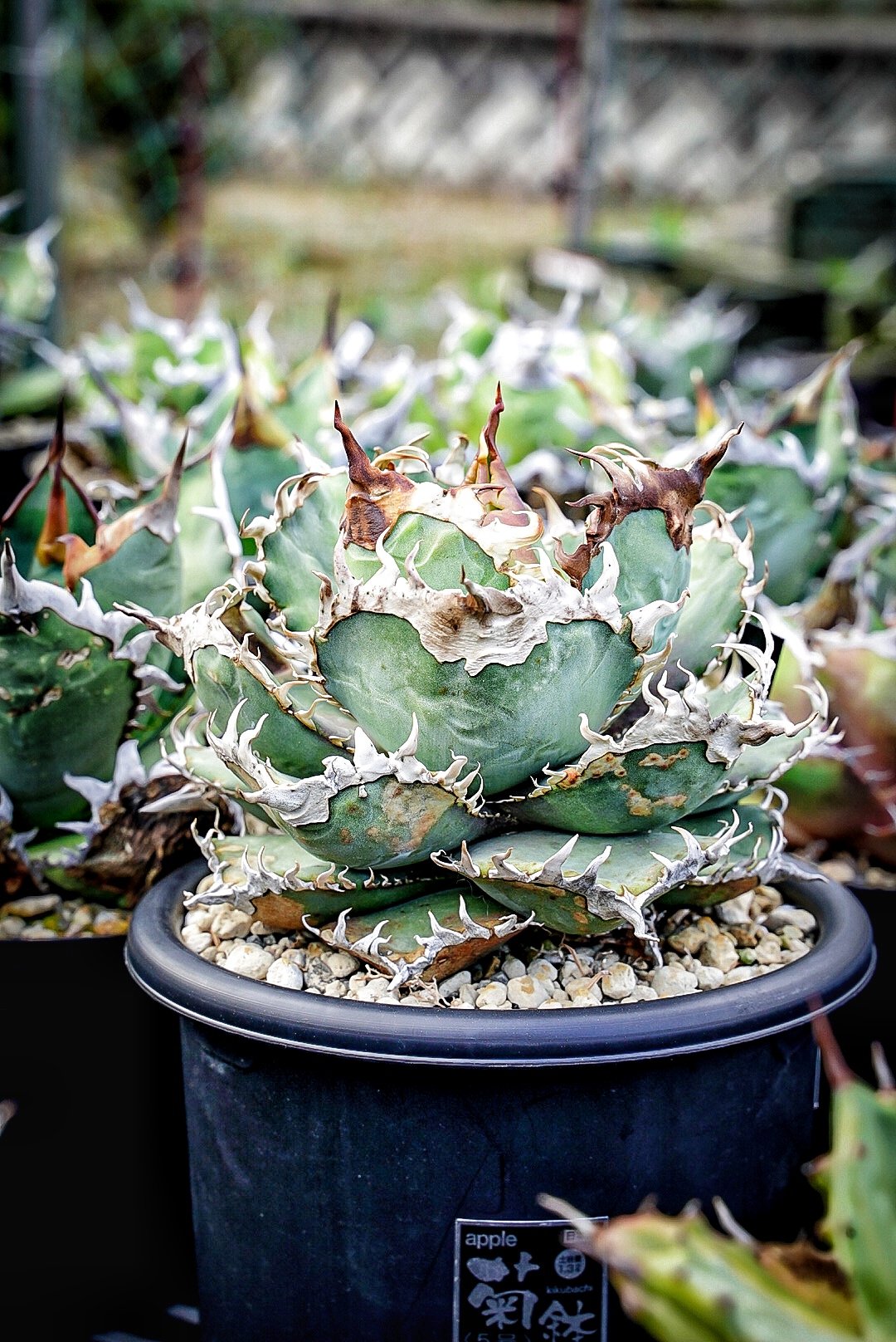 アガベ　金剛　多肉植物 アガベ金剛多肉植物