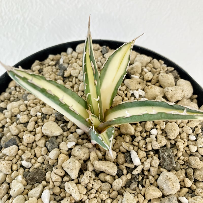 ライム様らくらく便アガベパープソラム（Purpusorum）‼黄中斑