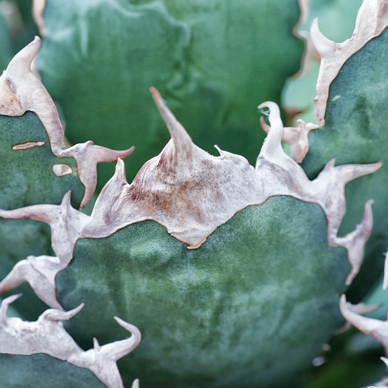 アガベ 緑暴龍 子株 発根済み | アガベ専門店 Heart plants.