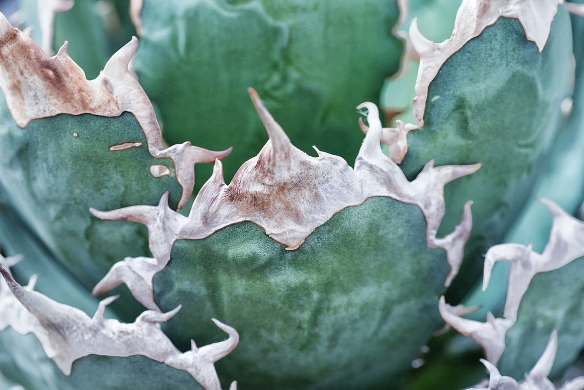 アガベ 緑暴龍 子株 発根済み | アガベ専門店 Heart plants.