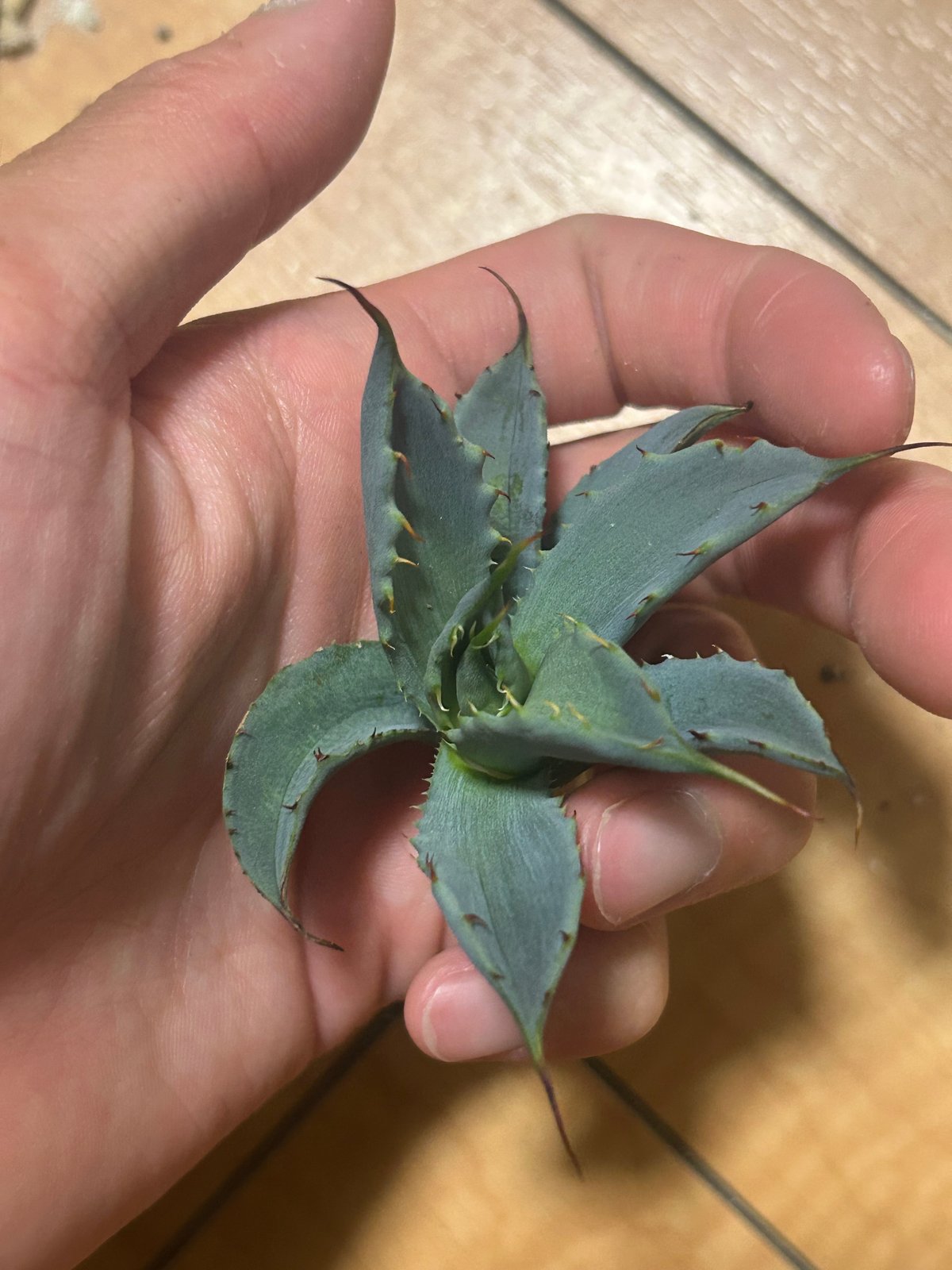 アガベ 妖炎×八荒雷神 青葉 カット苗 | アガベ専門店 Heart plants.