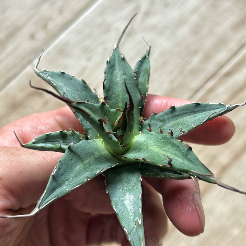 アガベ キシロ×妖炎 希少ハイブリッド | Heartplants