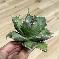 アガベ イシスメンシスハイブリッド 青葉 | アガベ専門店 Heart plants.