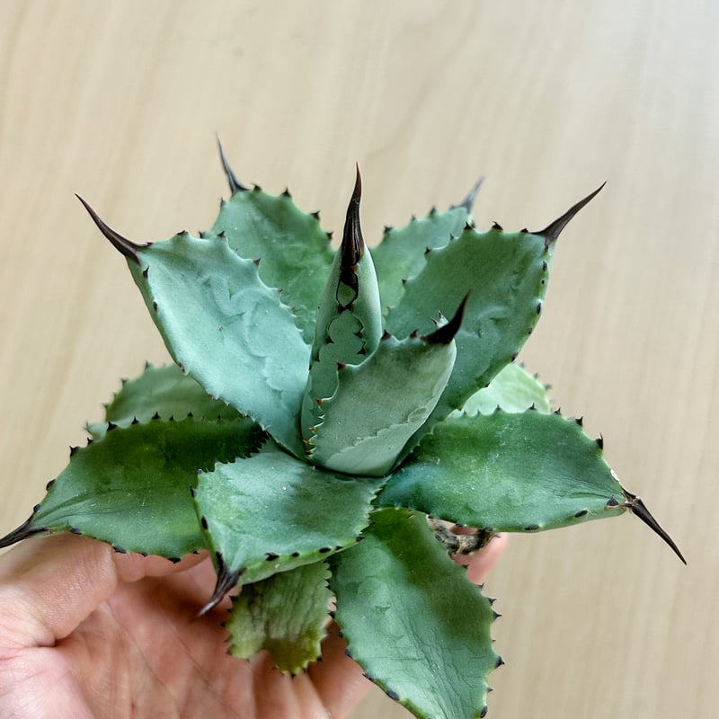 アガベ 超級龍爪×排棘八荒 希少ハイブリッド | アガベ専門店 Heart plants.