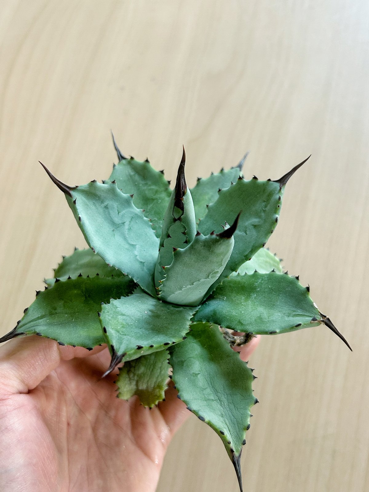 アガベ 超級龍爪×排棘八荒 希少ハイブリッド | アガベ専門店 Heart plants.