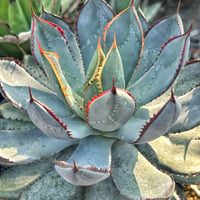 アガべ パリー オリザバ 子株 発根済み | アガベ専門店 Heart plants.