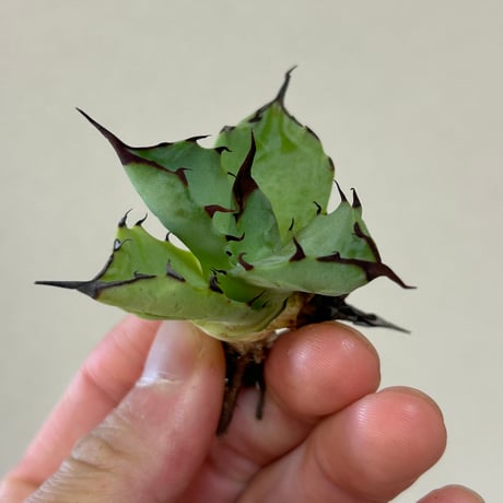 太*ん様 アガベ マルガリータ グラデーションの棘がイイ