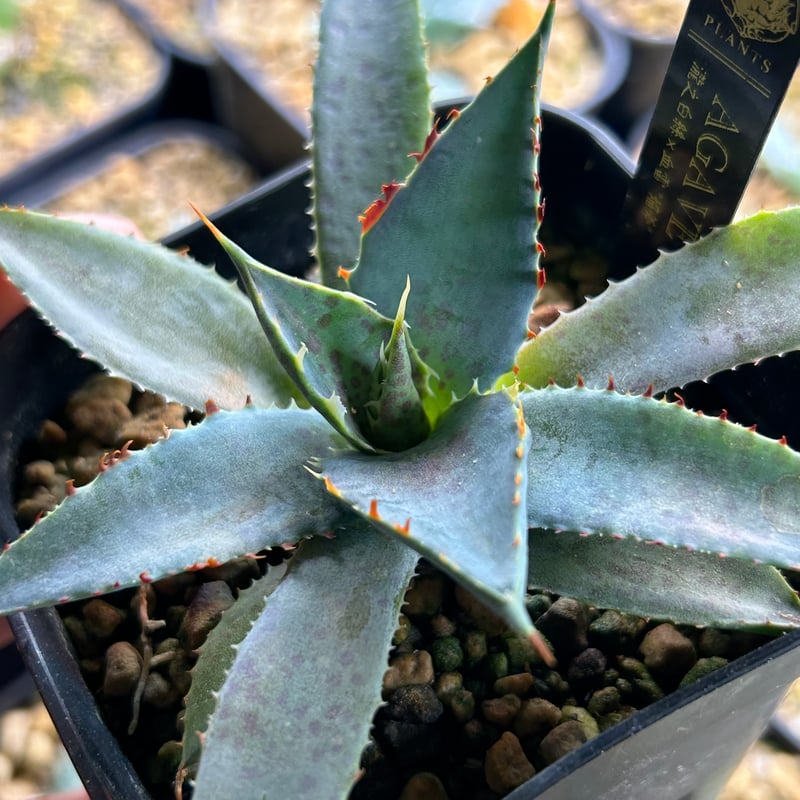 アガベ 焔斧🪓🔥 滝乃白絲×血雷 ハイブリッド 超連棘×スポット 子株