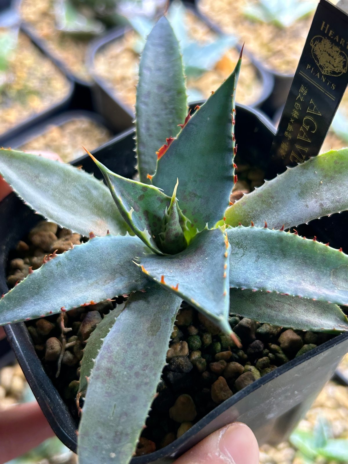 アガベ 焔斧🪓🔥 滝乃白絲×血雷 ハイブリッド 超連棘×スポット 子株