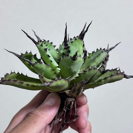 CATEGORY Agave | アガベ専門店 Heart plants.