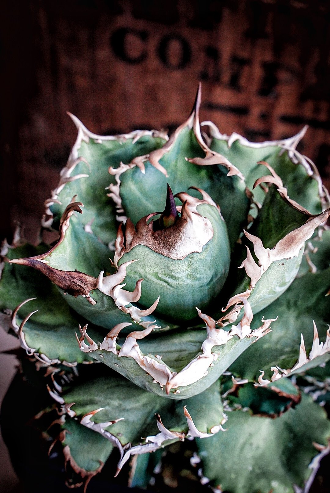 アガベ　agave 毒蛇 アガベ 毒蛇 