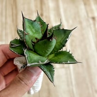 アガベ イシスメンシスハイブリッド 青葉 | アガベ専門店 Heart plants.