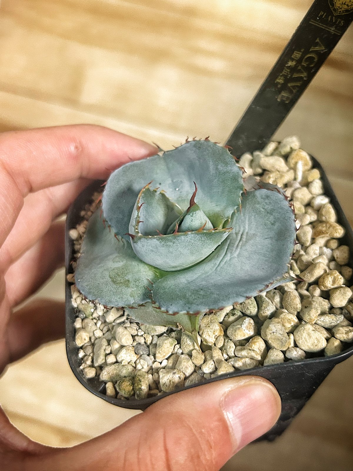 圓葉瓜達 グアダラハラナ ドワーフtype 子株 | アガベ専門店 Heart plants.