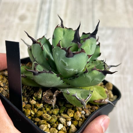 アガベ専門店 Heart plants.