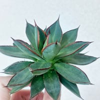 アガべ パリー オリザバ 子株 発根済み | アガベ専門店 Heart plants.