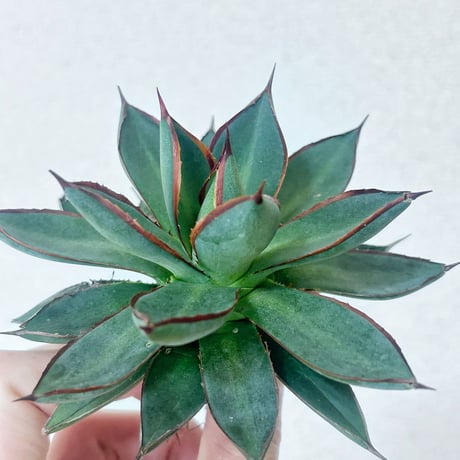 CATEGORY Agave | アガベ専門店 Heart plants.