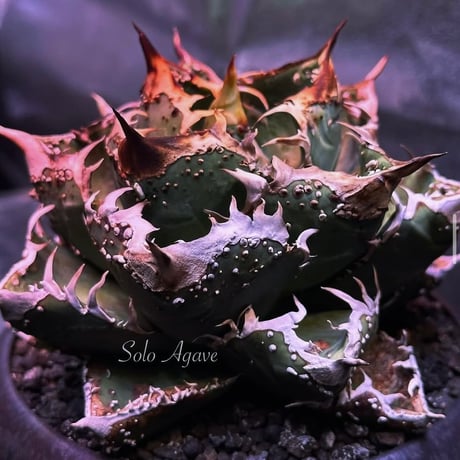 アガベ専門店 Heart plants.