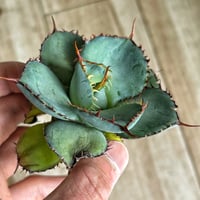 アガベ エボリスピナBB 妖炎BB | Heartplants アガベ エボリスピナBB 妖炎BB | Heartplants