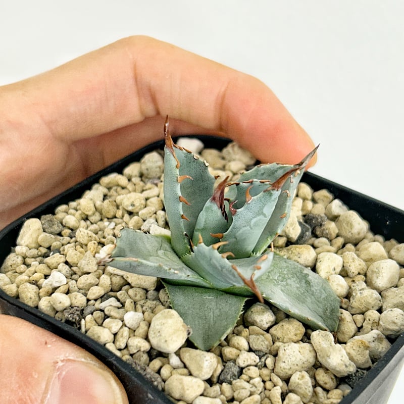 アガベ 妖蟹 ユタエンシス ×イシスメンシス | Heartplants