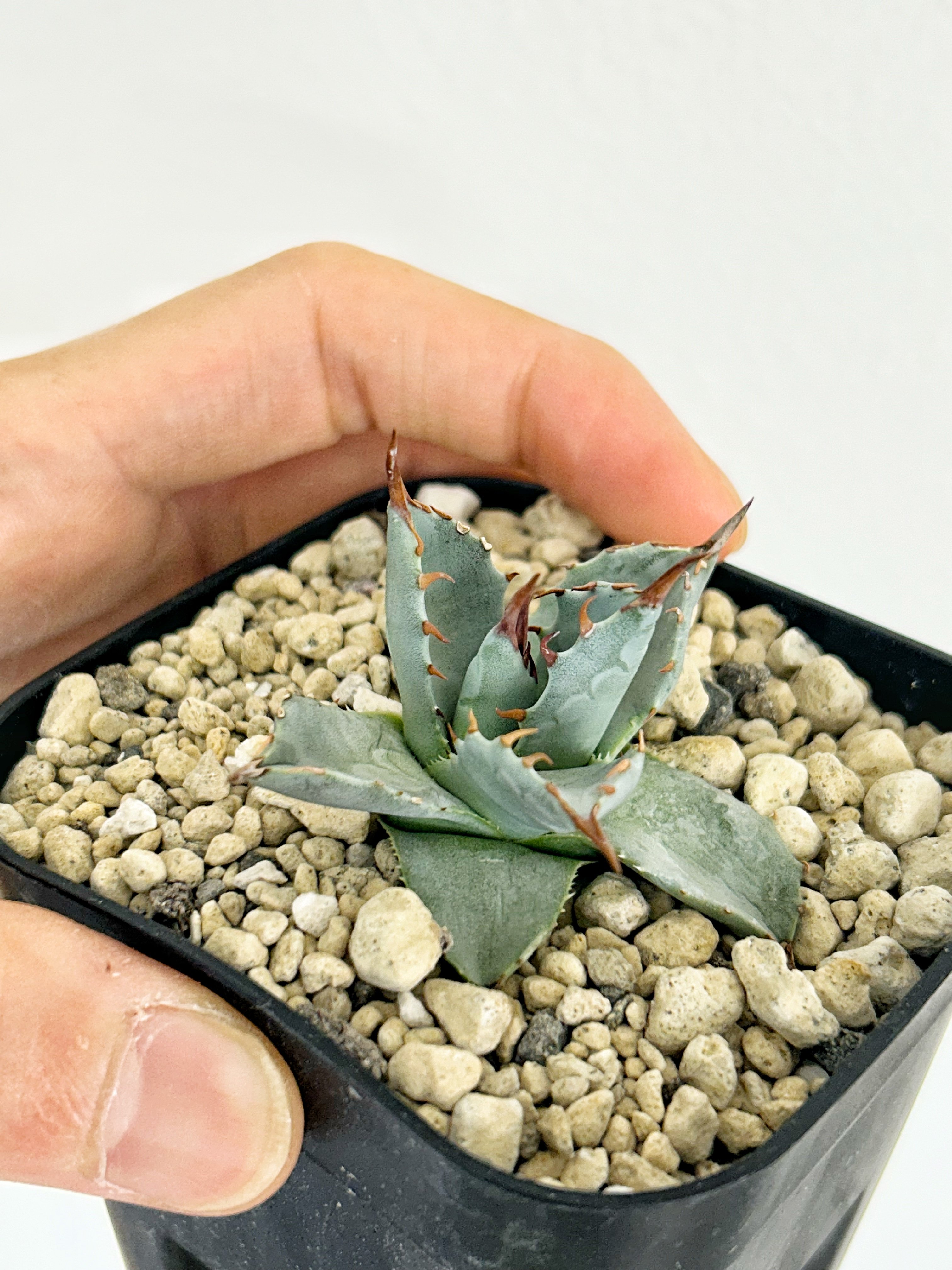 アガベ 妖蟹 ユタエンシス ×イシスメンシス | アガベ専門店 Heart plants.