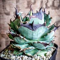 アガべ パリー オリザバ 子株 発根済み | アガベ専門店 Heart plants.