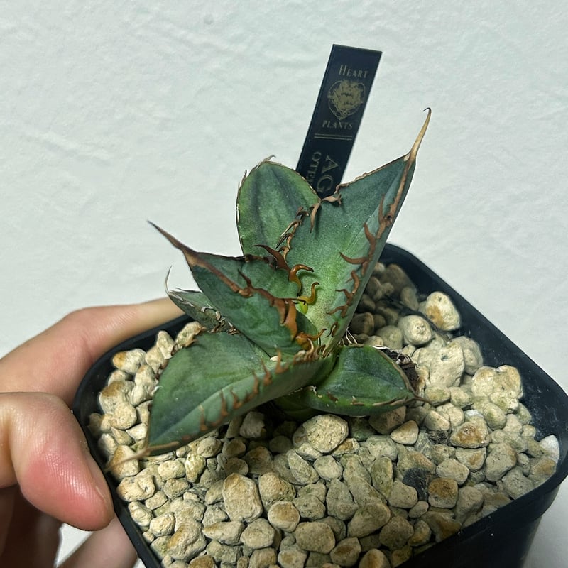 アガベ オテロイ OX009 当店コレクション株 子株 | Heartplants