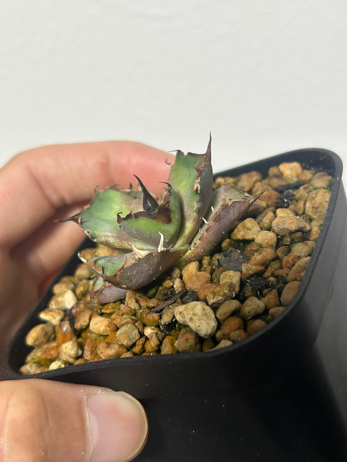 o*o様 アガベキングアーサー 3頭 子株沢山付き。 アガベ チタノタ DENNIS040 