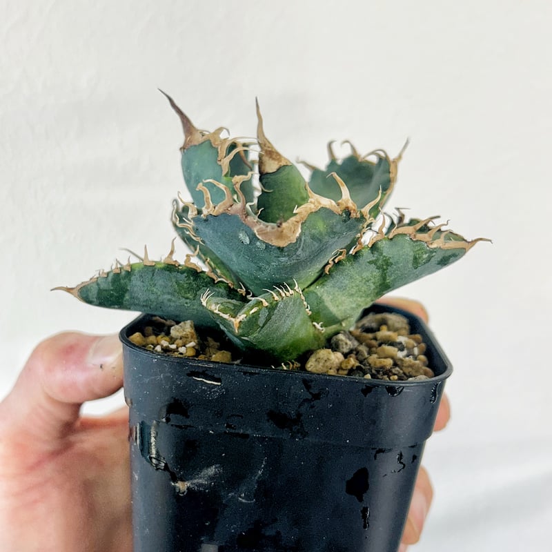 アガベ 悪魔くん 良型個体 発根済み | Heartplants