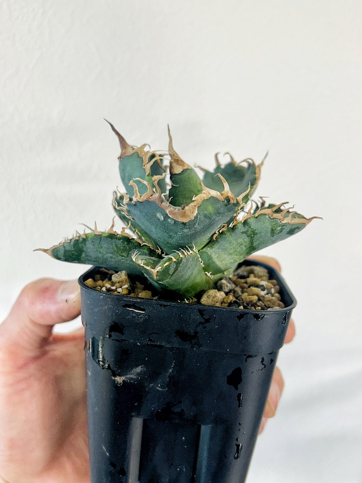 AGAVE TITANOTA 悪魔くん Agave titanota 